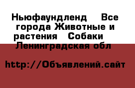 Ньюфаундленд  - Все города Животные и растения » Собаки   . Ленинградская обл.